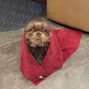 Dog Towel